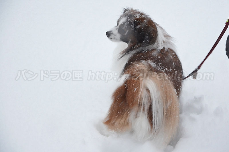 45年ぶりの大雪と犬