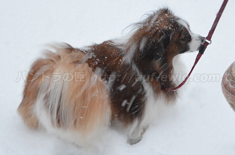 45年ぶりの大雪と犬